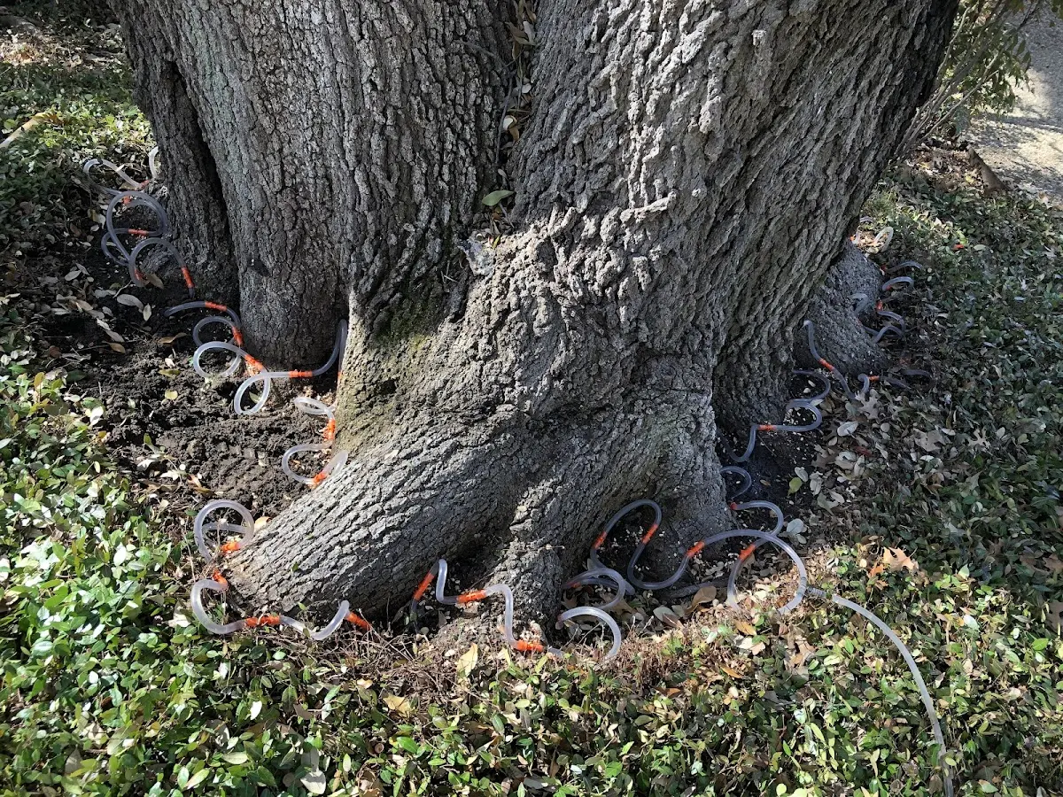 Detailed Tree Cabling and Bracing job site in Sells