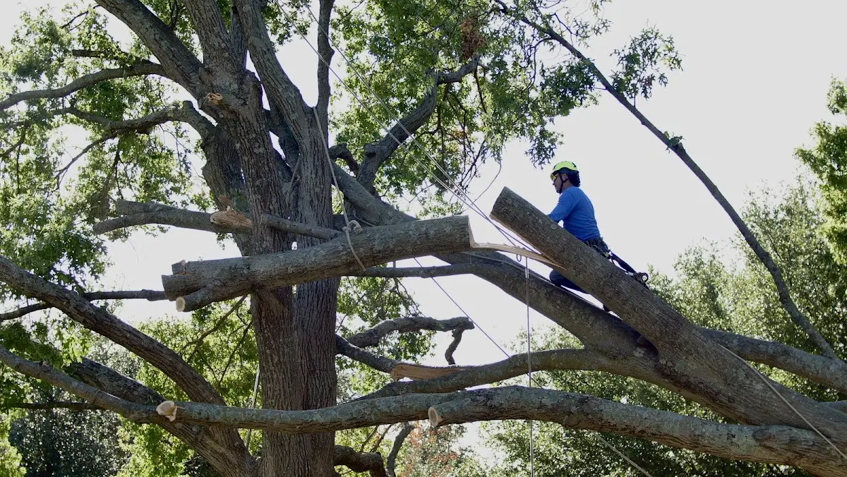 Professional Crown Thinning performed by certified arborists in Sells