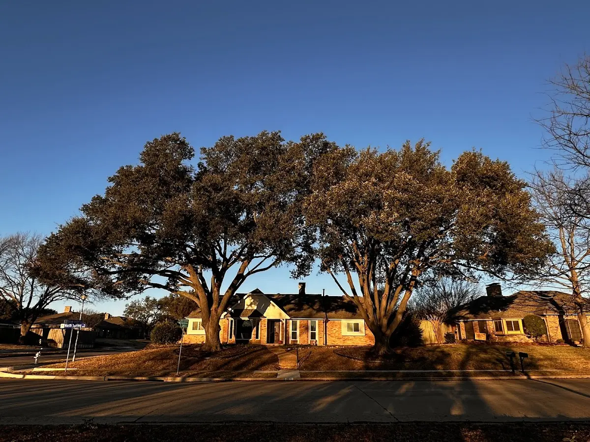 Established residential canopy tree shading a home in Sells